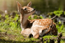 Portrait of a baby roe deer on the forest edge in the rays of the midday sun. Close-up of a wild animal in its natural environment.