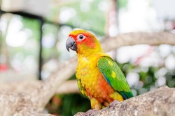 Lovely Beautiful parrot, Sun Conure on a Branch. Soft focus.