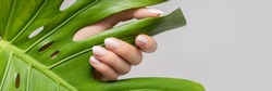 Female hand with pink nail design. Rose nail polish manicure. Female hand hold green leaf on grey background, banner