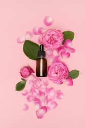 Essential oil bottle with rose flowers and petals on pink background. Essential oil bottle with rose aroma. Rose serum with rose flowers and petals.