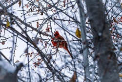 Bright Red Cardinal in Snowy Icy Tree with Red Berries.