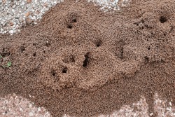 Giant Fire Ant Hill with Multiple Openings