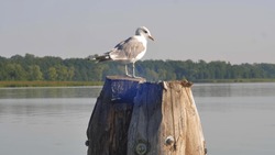 Seagull Bird Standing on Wooden Pole on Lake
