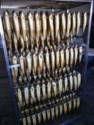 Dried fish in fish processing equipment. Salty dry river fish. Dried fish on a rope