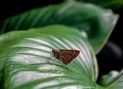 Little butterfly or small skipper brown color in leaf