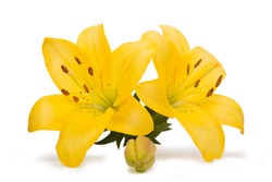 Yellow Lily flowers and buds on a white background