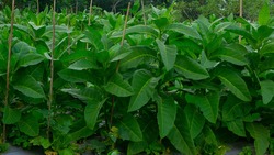 green tobacco leaves. a forty day old tobacco plant. tobacco plants can be harvested at the age of three months
