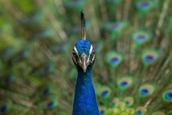 Portrait of Peacock , Indian National Bird 