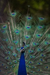 indian National Bird Peacock , Closeup , portraits , Beautiful Birds , Peacock Feathers, Vibrant Colours 
