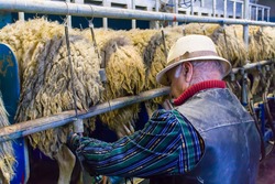 Farmer milking sheeps