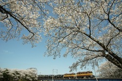 Double-headed freight train running Sangi railway sangi line at cherry blossom season