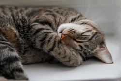 
the cat covers its face with its paw, sleeping cat