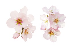 Beautiful almond flowers isolated on white background. Spring pink blossom in different forms. Tender flowers isolated.