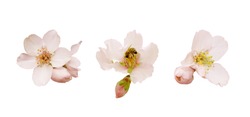 Beautiful almond flowers isolated on white background. Spring pink blossom in different forms, bee and buds. Tender flowers isolated.