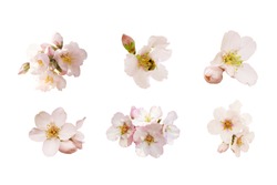 Beautiful almond flowers big set isolated on white background. Spring pink blossom in different forms, bee and buds. Tender flowers isolated.