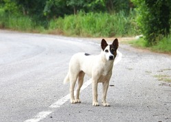 white stray dog standing on the side of the road, stray dog, dog