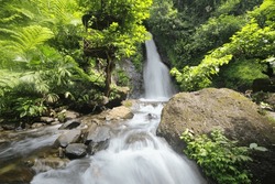 Waterfall river stream in green nature forest landscape in east java indonesia
