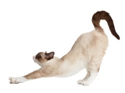 Cat stretching, isolated on white background