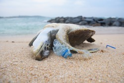 Dead turtle among plastic garbage from ocean on the beach