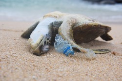 Dead turtle and plastic bottle garbage from ocean on the beach