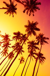 Beach sunset with coconut palm trees silhouettes