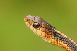 Close up of the head of a Thamnophis sirtalis ,.Common Garter Snake, on a green background from Northern California