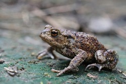 A adult  Common European Toad, Bufo bufo sitting on the ground in the garden