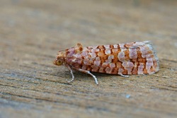 Closeup on a small Orange pine tortrix moth, Lozotaeniodes formosana sitting on a piece of wood