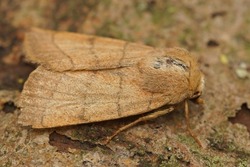 Closeup on the lightbrown Trebble lines moth, Charanyca trigrammica sitting on a piece of wood