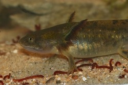 Closeup on a large aquatic large larvae of the Barred tiger salamander , Ambystoma mavortium feeding on bloodworms