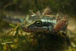 Closeup on the head of an endangered gilled large Sardinian brook salamander larvae, Euproctus platycephalus, underwater