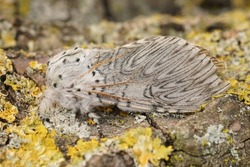 Detailed closeup on the large, white Cerura vinula, the puss moth, sitting on wood