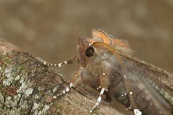 Detailed closeup on the Herald owlet moth, Scoliopteryx libatrix, sitting on wood