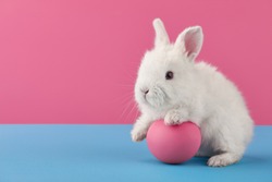 White Easter bunny rabbit with egg on blue and pink background