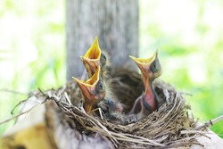 Bird's nest with offspring in early summer. Eggs and chicks of a small bird. Starling. Feeds the chicks.