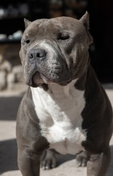 Photograph of a dog. Gray American Bully. Guard dog. pedigree
