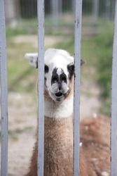 Lama in the zoo. Animal in the zoo. Lama behind the bars. 