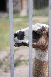 Lama in the zoo. Animal in the zoo. Lama behind the bars. 