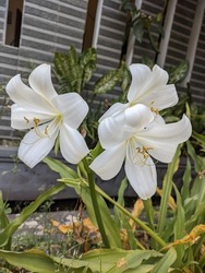 The white lily Madona or El Lilium candidum from the Liliaceae family blooms beautifully in the front yard of the house.