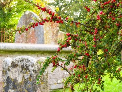 Dark-fruited cotoneaster with ripe pomes on the medieval cemetry. Old tombstones as blured background