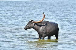Indian Buffalo taking bath in water