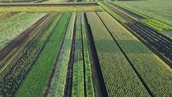 Aerial, Drone shot of Vegetable farms in New York, USA