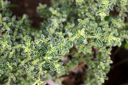 Thymus vulgaris ornamental plant with bluish green leaves with white outline