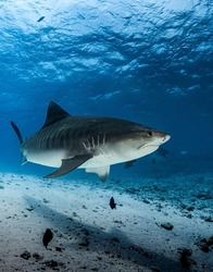 Huge female tiger shark in Indian Ocean Maldives