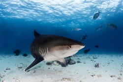 Tiger shark in a deep blue of Indian Ocean near Maldives