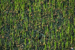 young Rice sprouts in paddy field. This is the first stage of rice cultivation