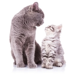 beautiful portrait of an adult english cat and a kitten looking deep into eachother's eyes with obvious love between them, sitting on a white background