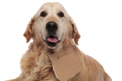 close up of cute homeless golden retriever panting while lying on white background