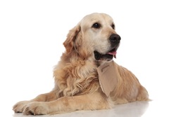 curious beggar golden retriever looks to side while lying on white background