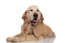 adorable panting labrador with carton sign around neck lying on white background